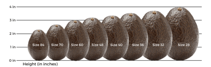AvocadoSizeChart Avocado Exporters in Kenya