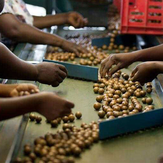 MACADAMIA PIC