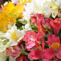 Alstroemeria