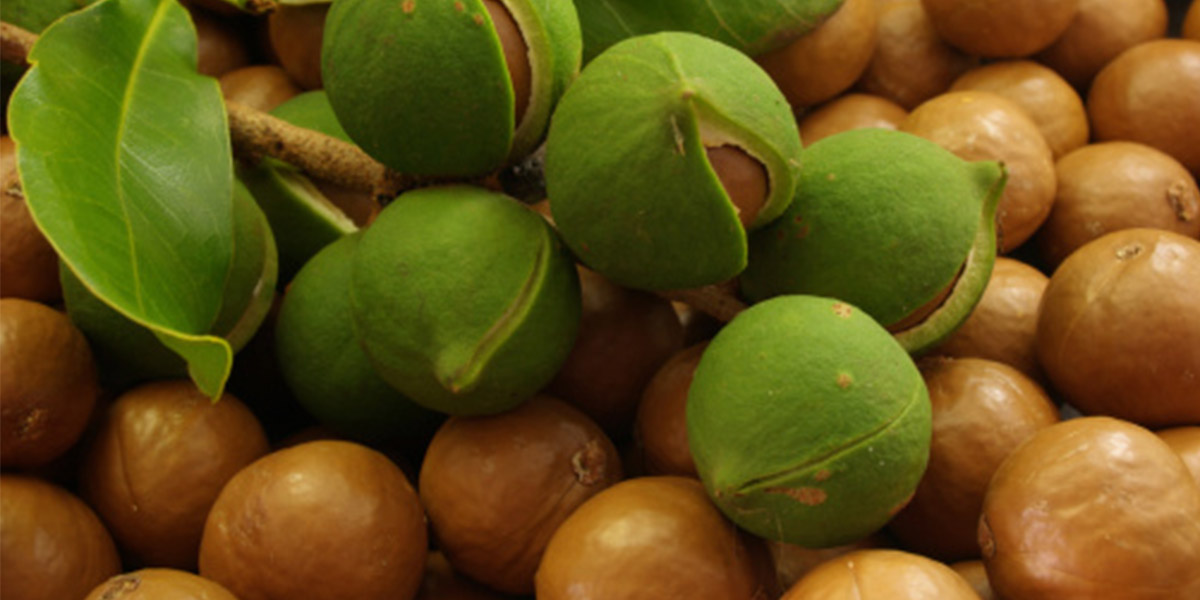 Macadamia