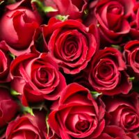 Roses Roses