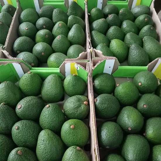 Avocado Pic 3