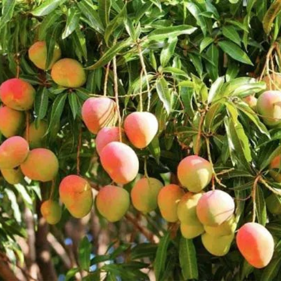 Dairaan Mangoes 4