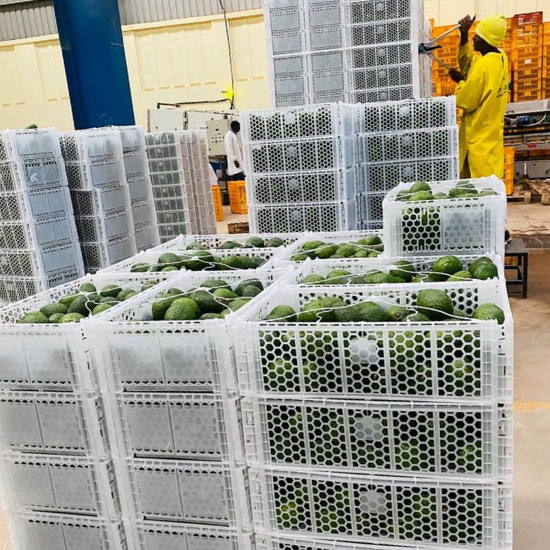 fresh fruits exporters